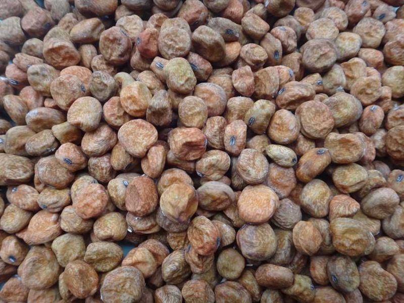 Gold Harvest pea