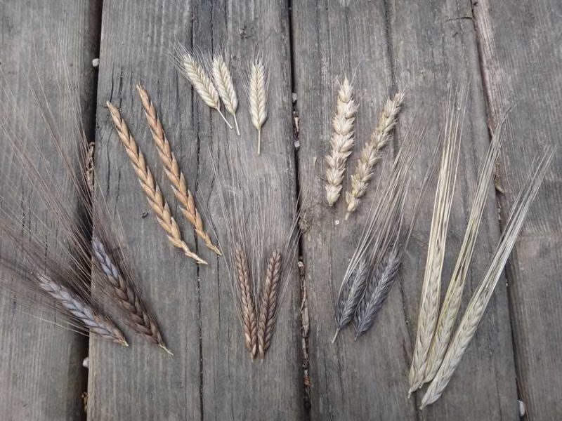 Grains