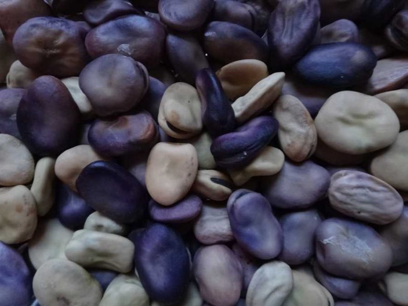 Ianto’s Return fava
