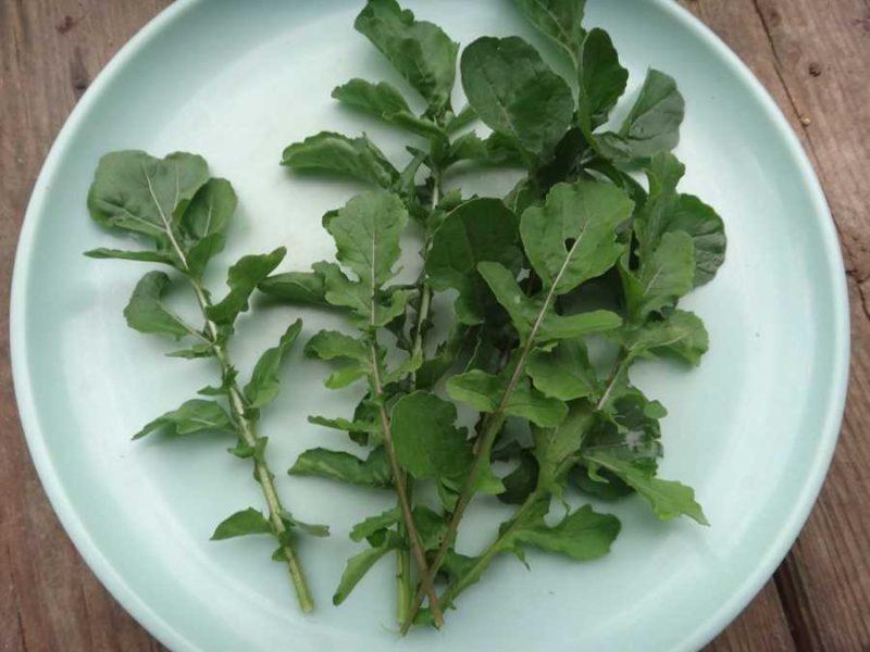 Ice-bred arugula