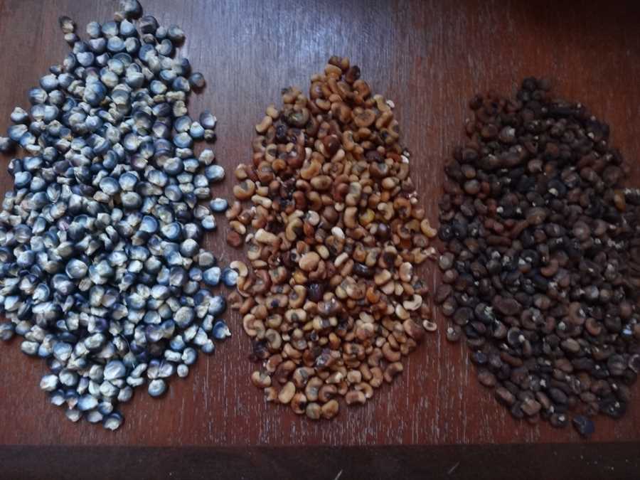 Iowne’s True Blue flour corn - Image 2