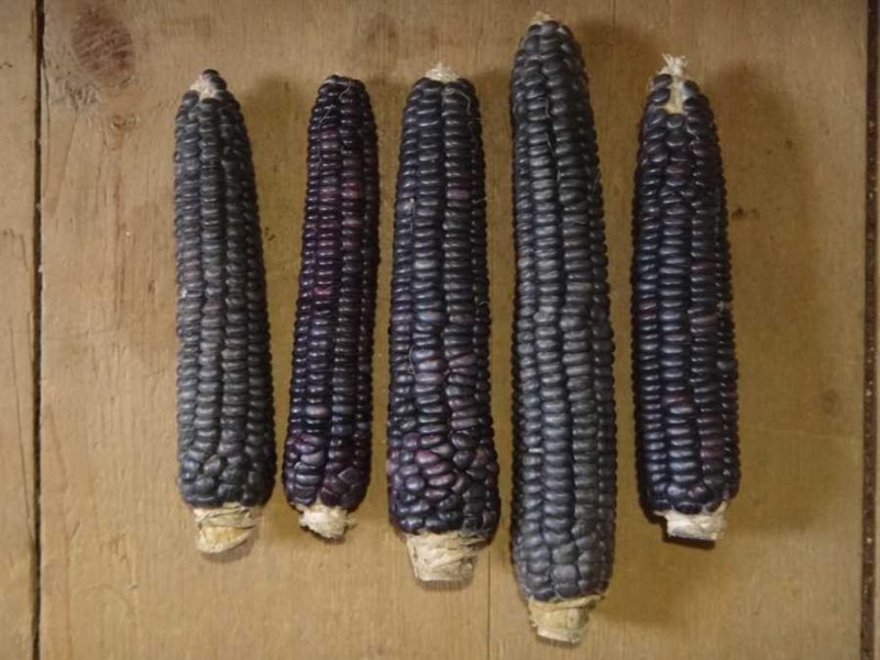 Iowne’s True Blue flour corn