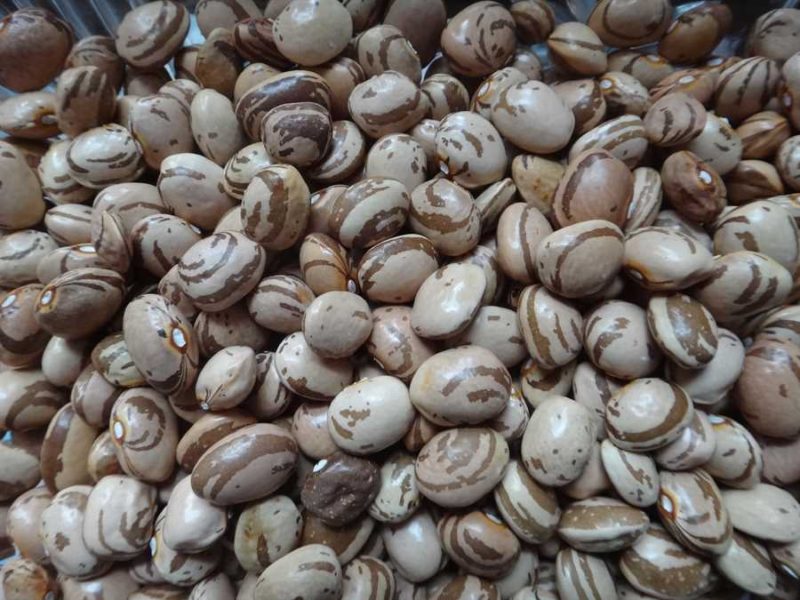Kahnawake Mohawk bean