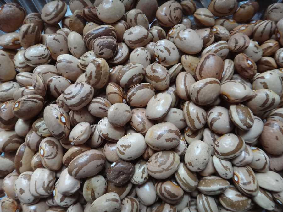 Kahnawake Mohawk bean