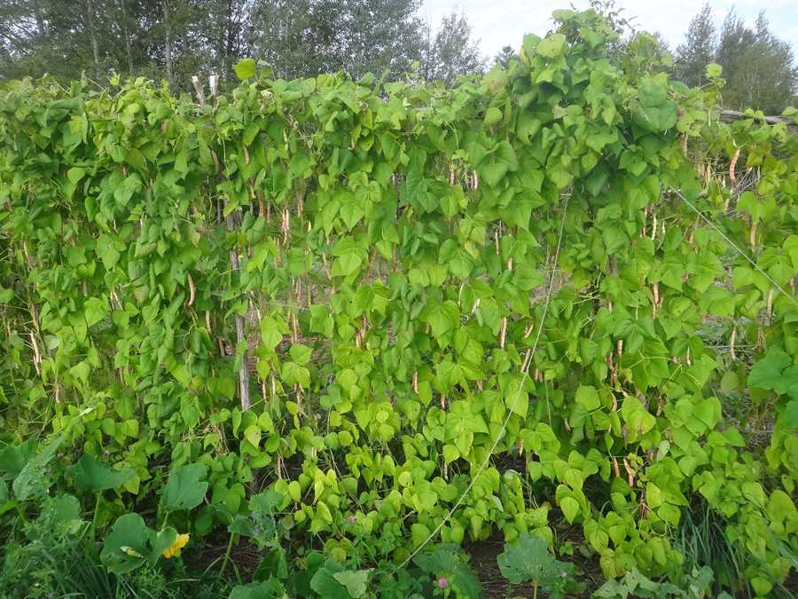 Kahnawake Mohawk bean - Image 2
