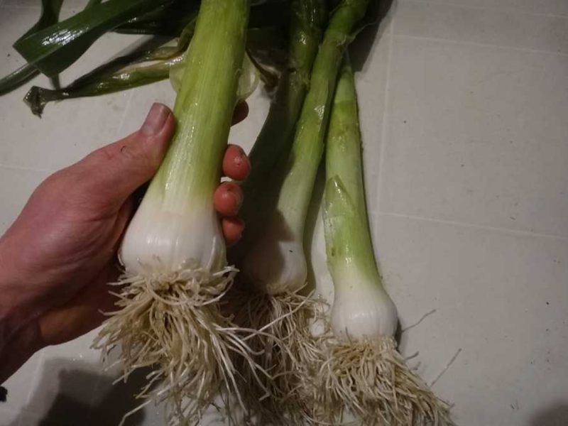Giant Musselburgh leek