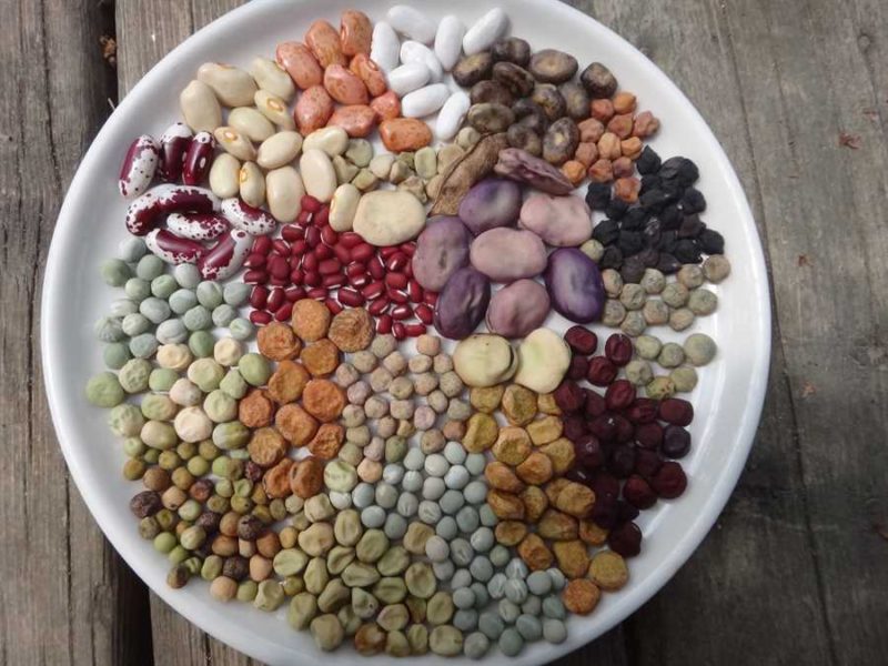 Legumes