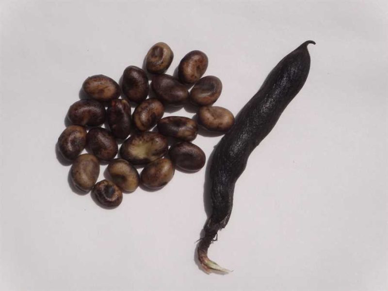 Martoc fava