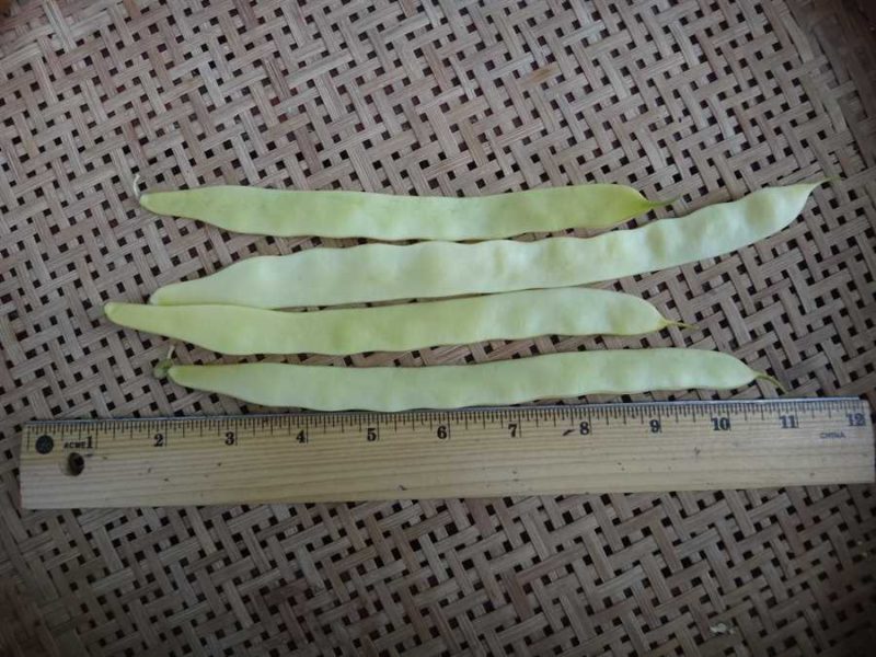 Marvel of Venice bean