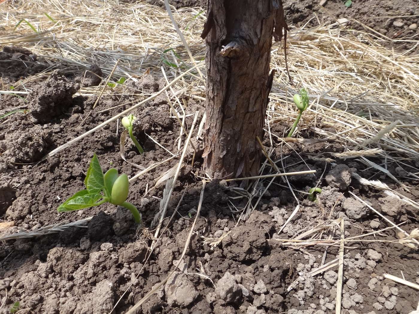 Northeaster bean - Image 4