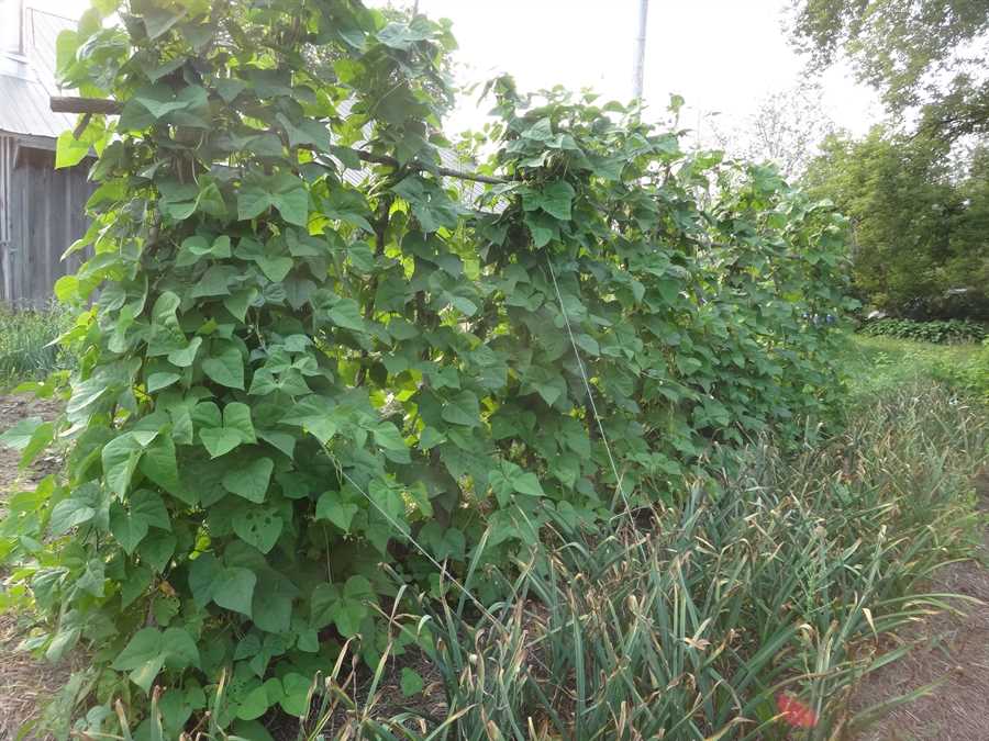 Northeaster bean - Image 3