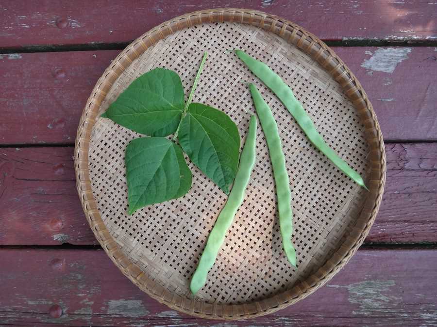 Northeaster bean - Image 2