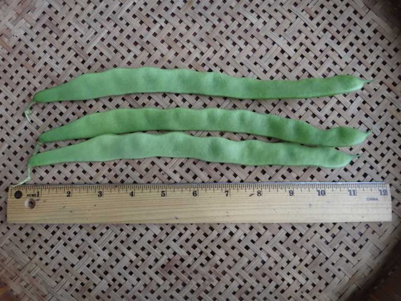 Northeaster bean
