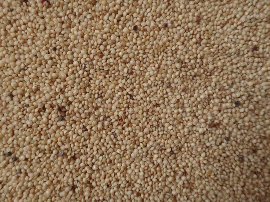 Opopeo amaranth - Image 2