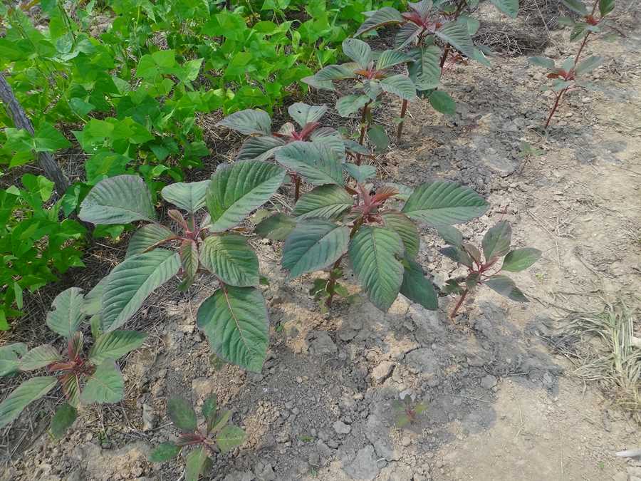 Opopeo amaranth - Image 4
