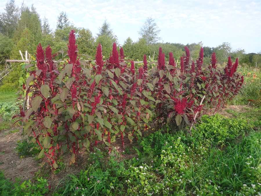 Opopeo amaranth - Image 5