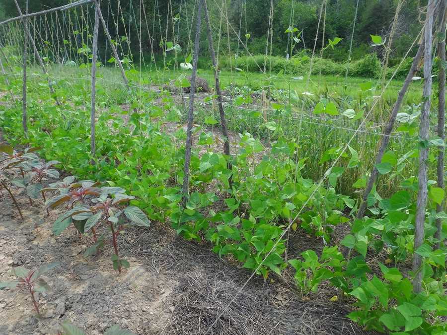 Dolloff bean - Image 2
