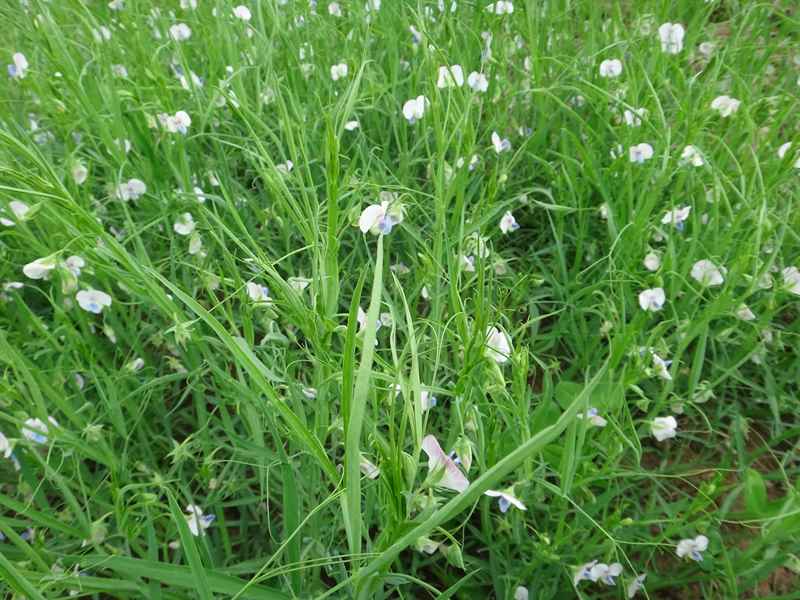 Other Legumes