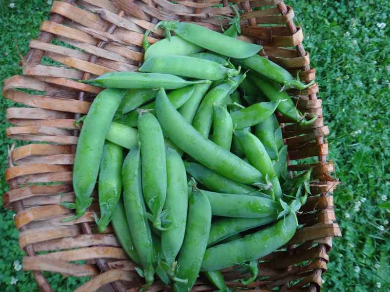 Peas