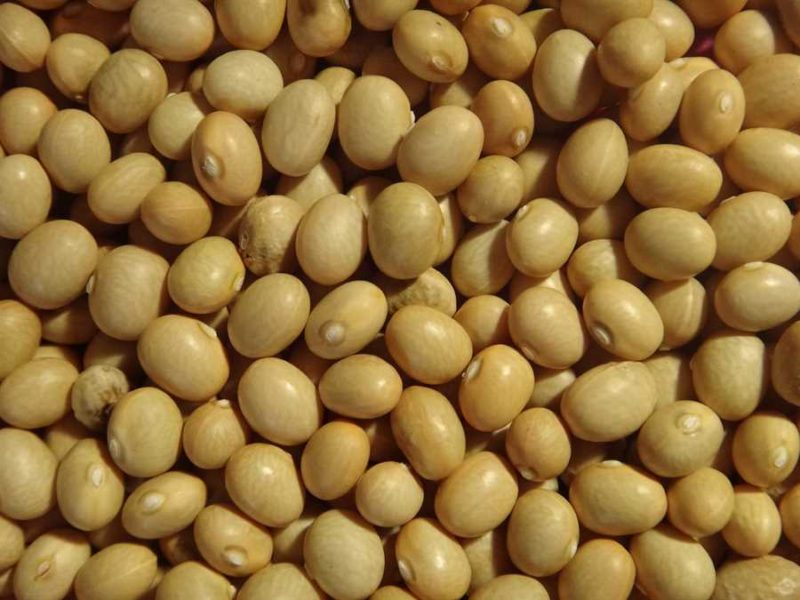 Pois Féves Lalibertè bean