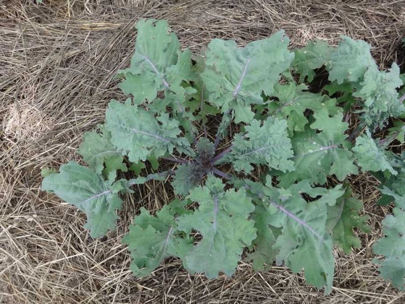Russian Hunger Gap kale