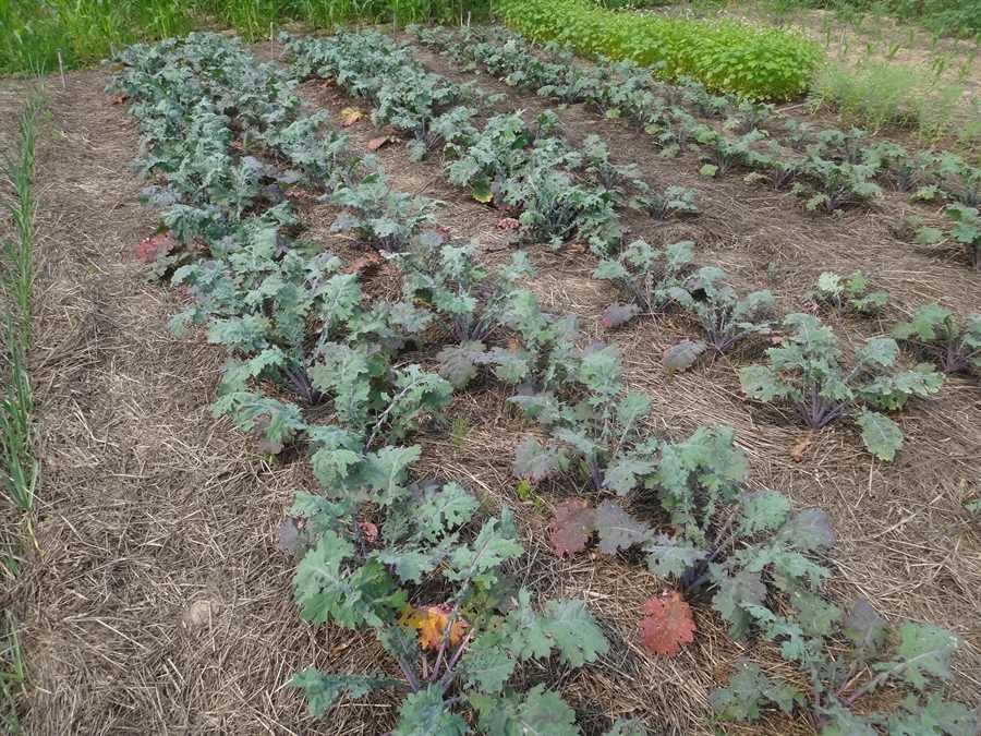 Russian Hunger Gap kale - Image 2