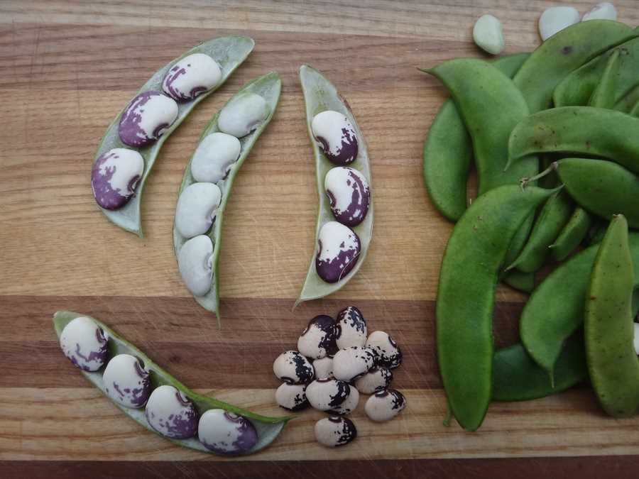 Sadie's lima bean