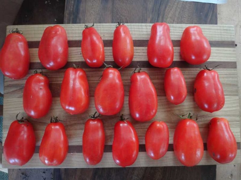 San Marzano tomato