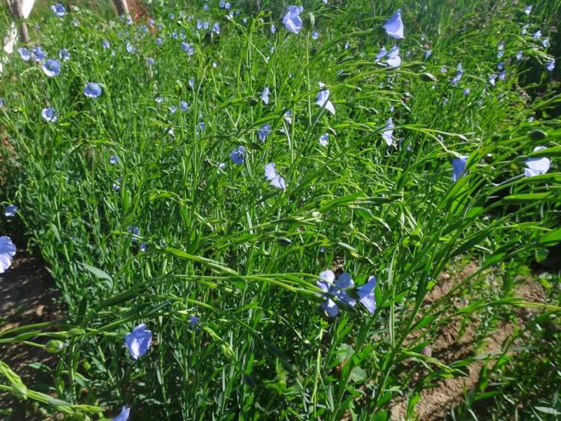 Sherck fibre flax
