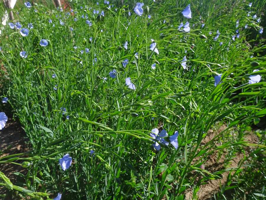 Sherck fibre flax