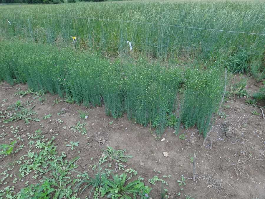 Sherck fibre flax - Image 2