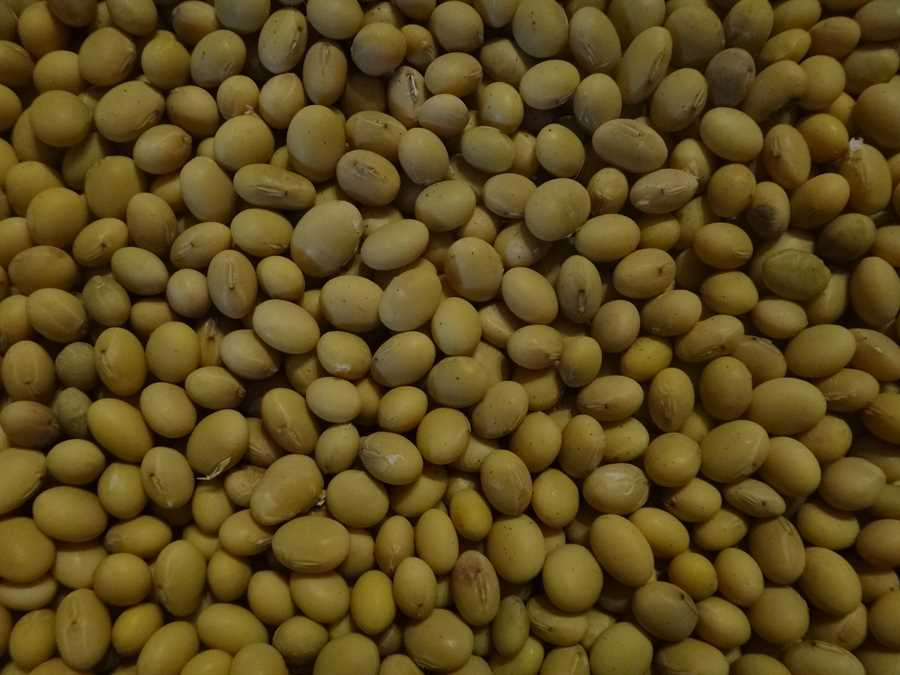 Sir Purr's Yellow soybean