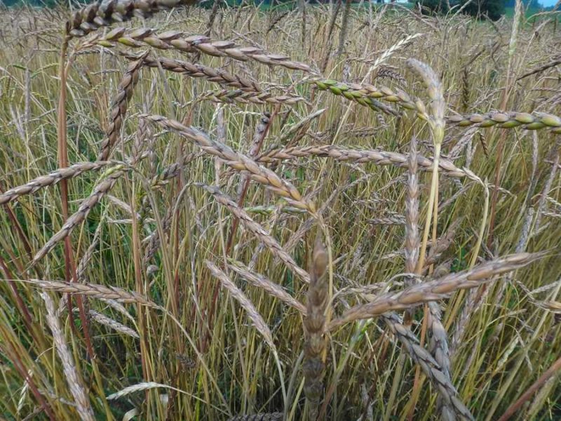 Spelt
