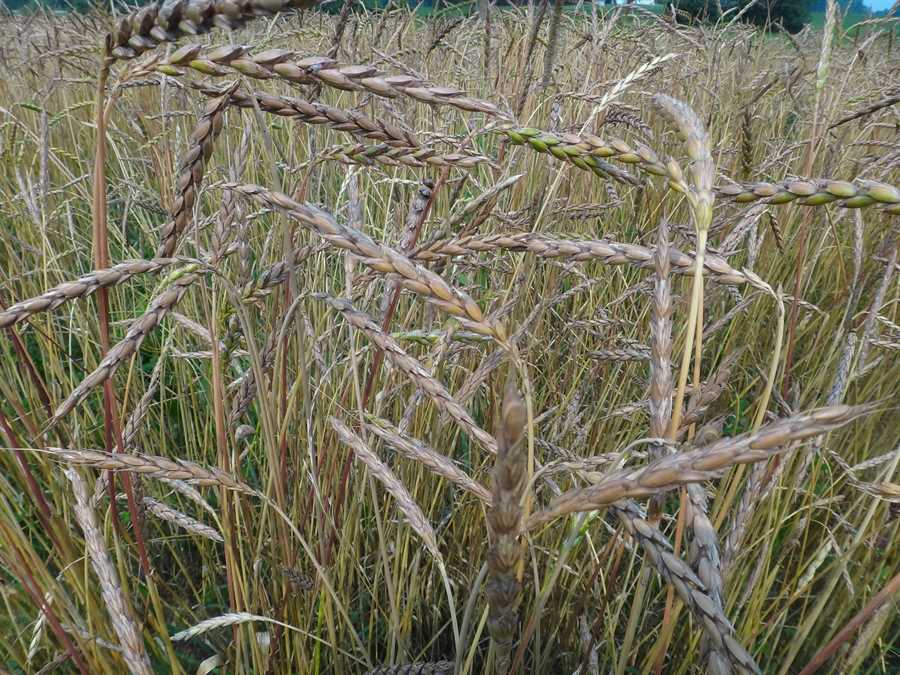 Spelt