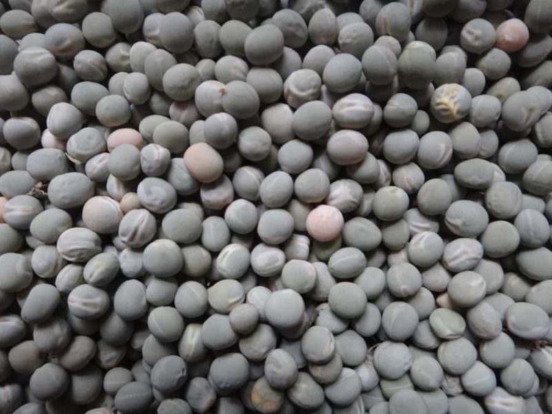 St. Hubert’s pea