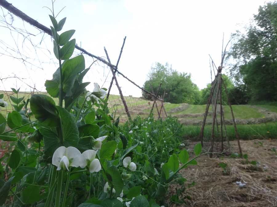 St. Hubert’s pea - Image 3
