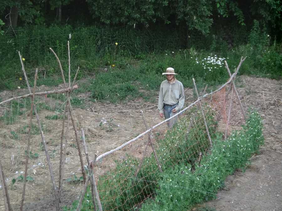 St. Hubert’s pea - Image 2