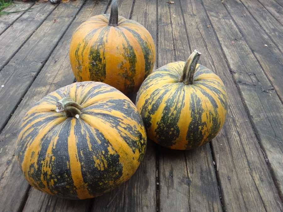 Styrian pumpkin - Image 2