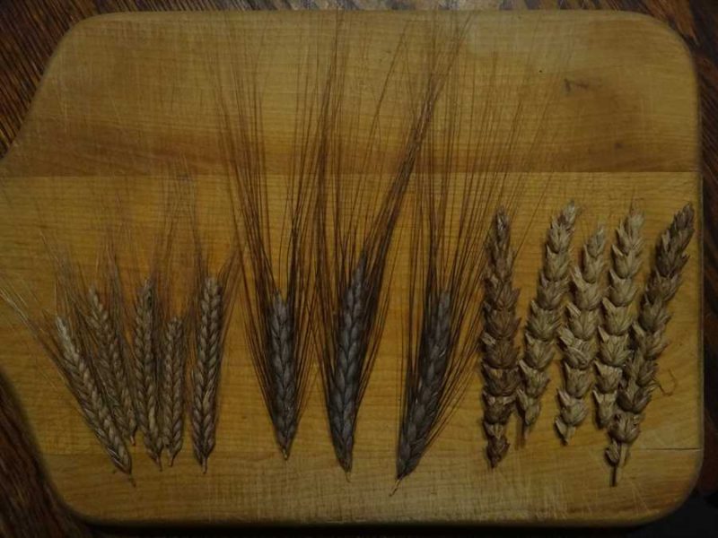 Wheats