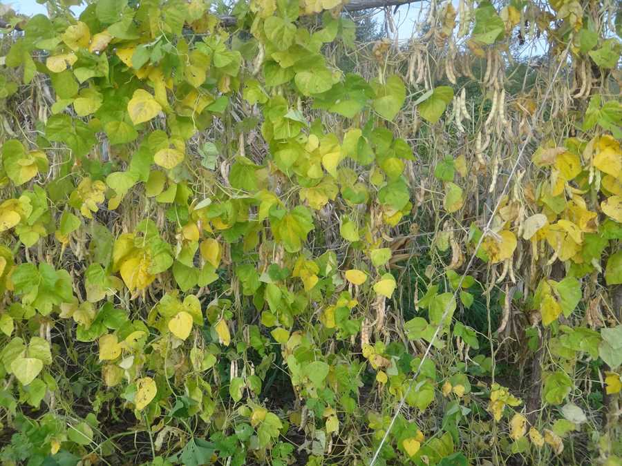 Turkey Craw bean - Image 3