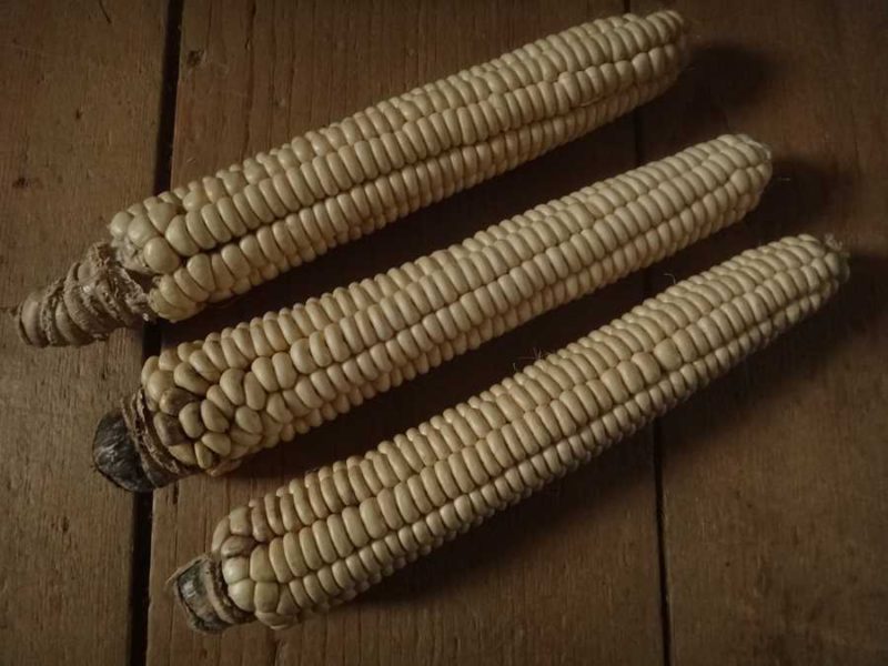 Tuscarora White flour corn