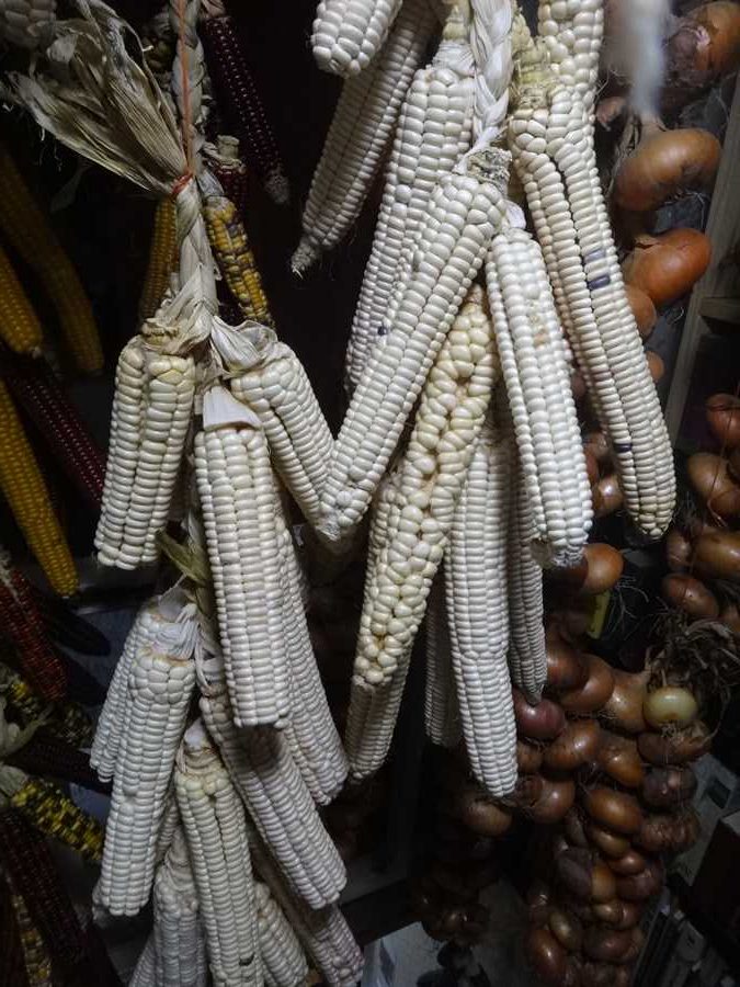 Tuscarora White flour corn - Image 2
