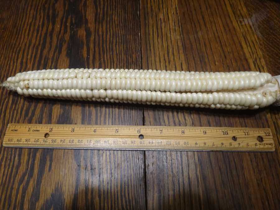 Tuscarora White flour corn - Image 3