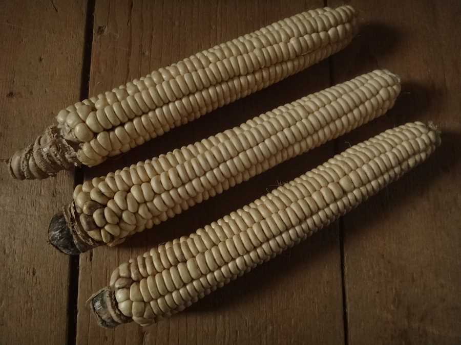 Tuscarora White flour corn