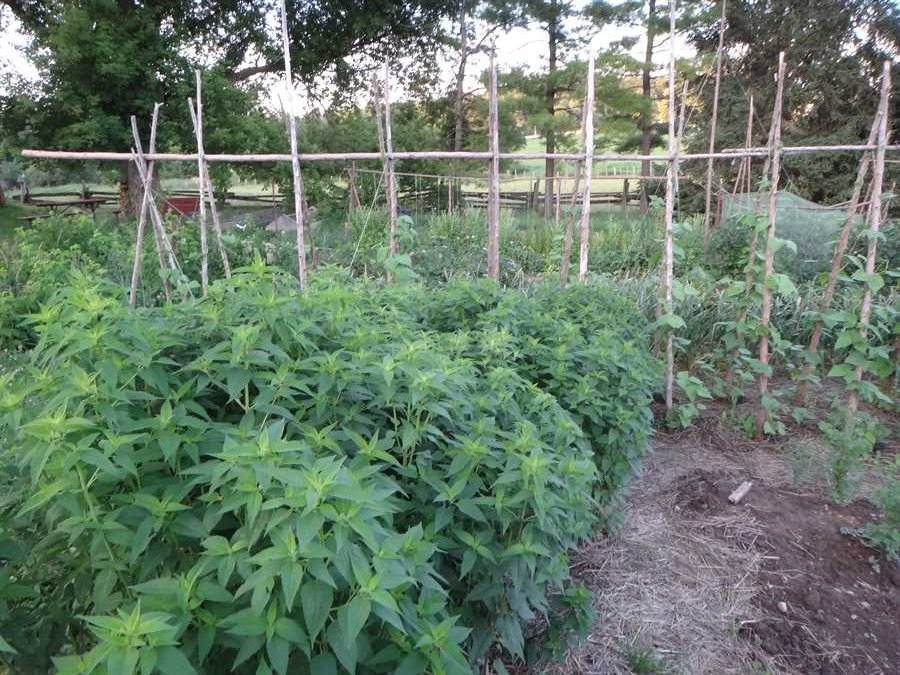 Herbs