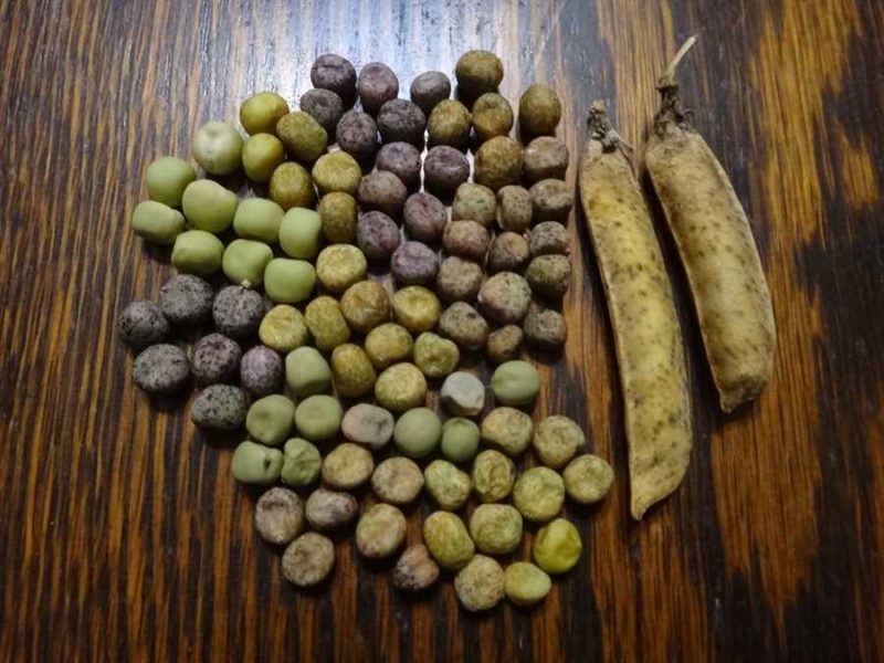 Wild Pea of Umbria
