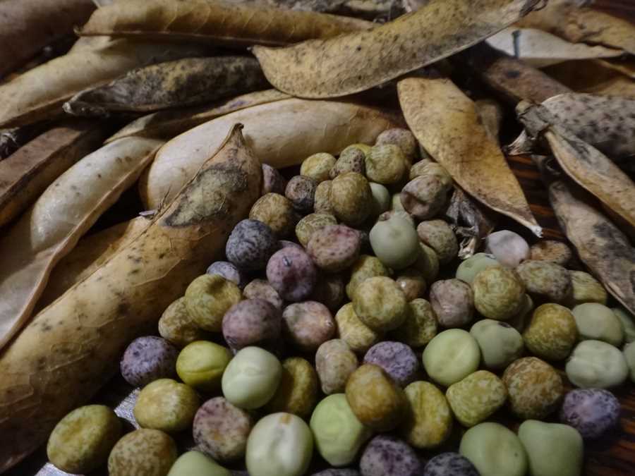 Wild Pea of Umbria - Image 3