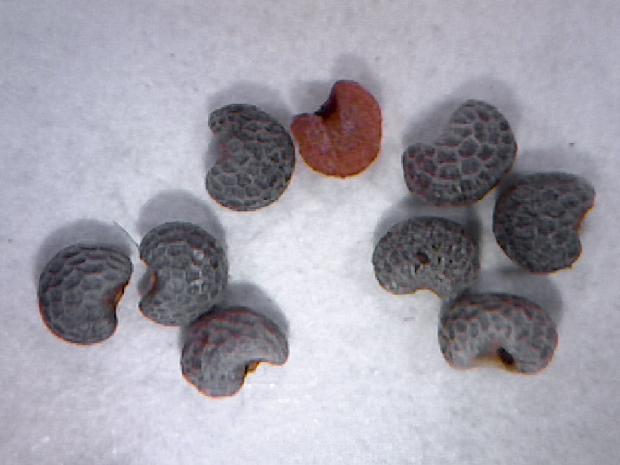 Ziar poppy - Image 6