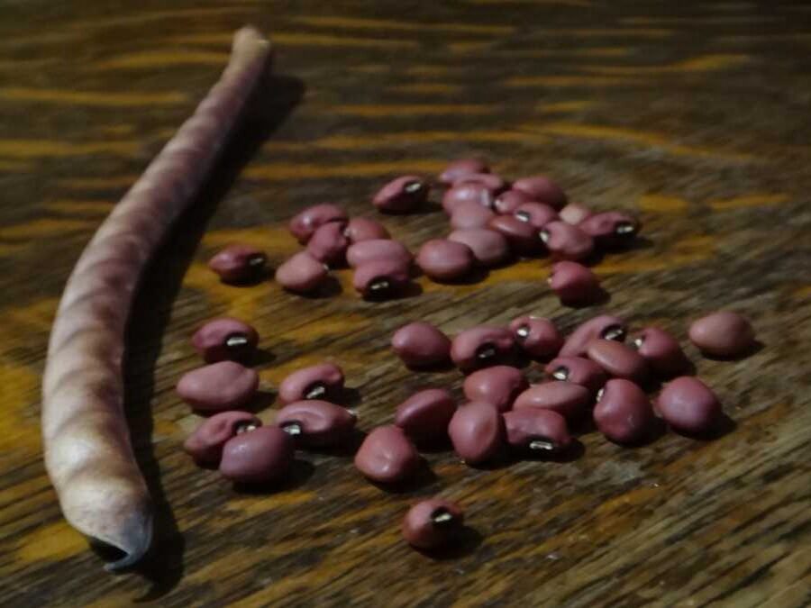21 Peas cowpea - Image 3