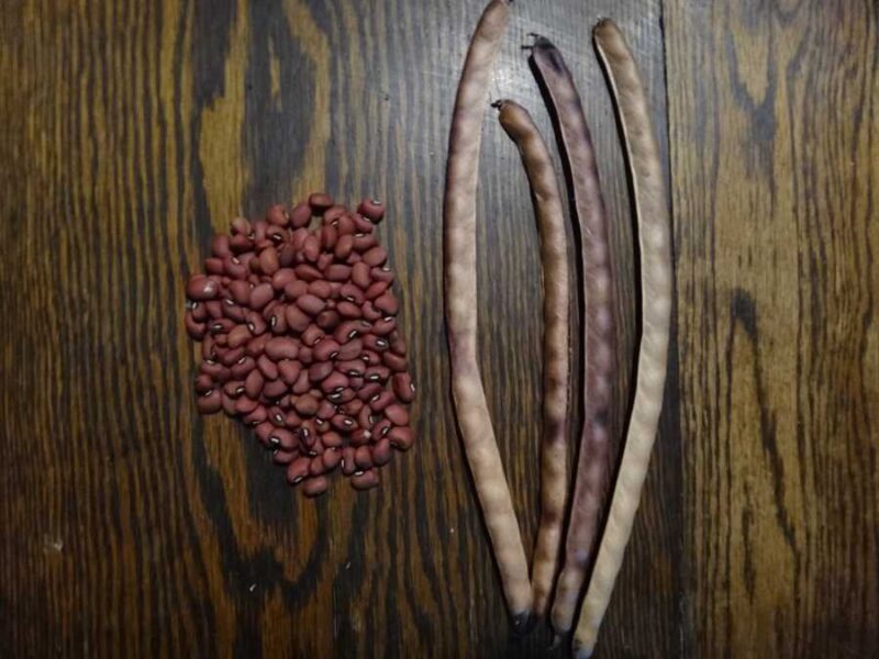 21 Peas cowpea